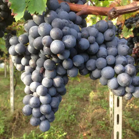 圣贾科莫别墅酒店 乡村民宿 *